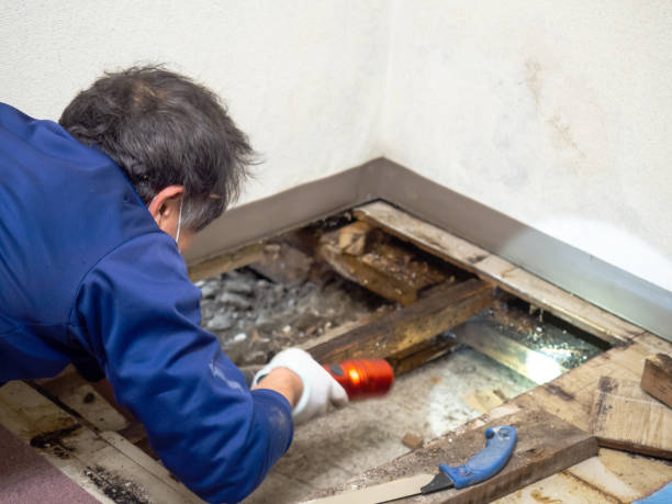 Best Commercial Mold Remediation in Taneytown, MD