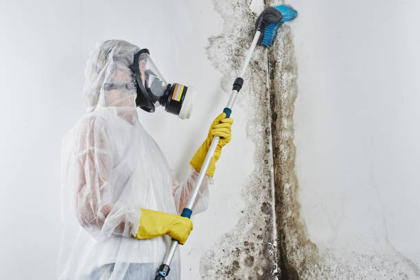 Best Mold Remediation for Specific Building Types in Taneytown, MD