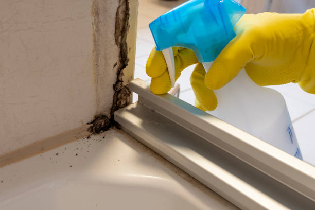 Best Post-Flood Mold Remediation in Taneytown, MD