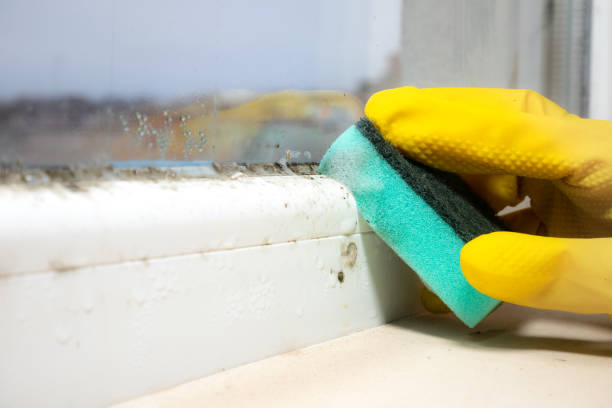 Best Residential Mold Remediation in Taneytown, MD