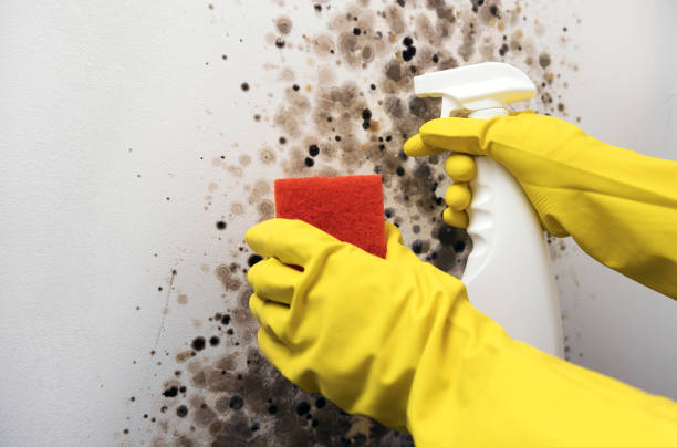 Professional Mold Remediation in Taneytown, MD