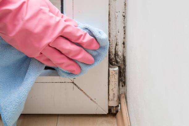 Best Residential Mold Remediation in Taneytown, MD